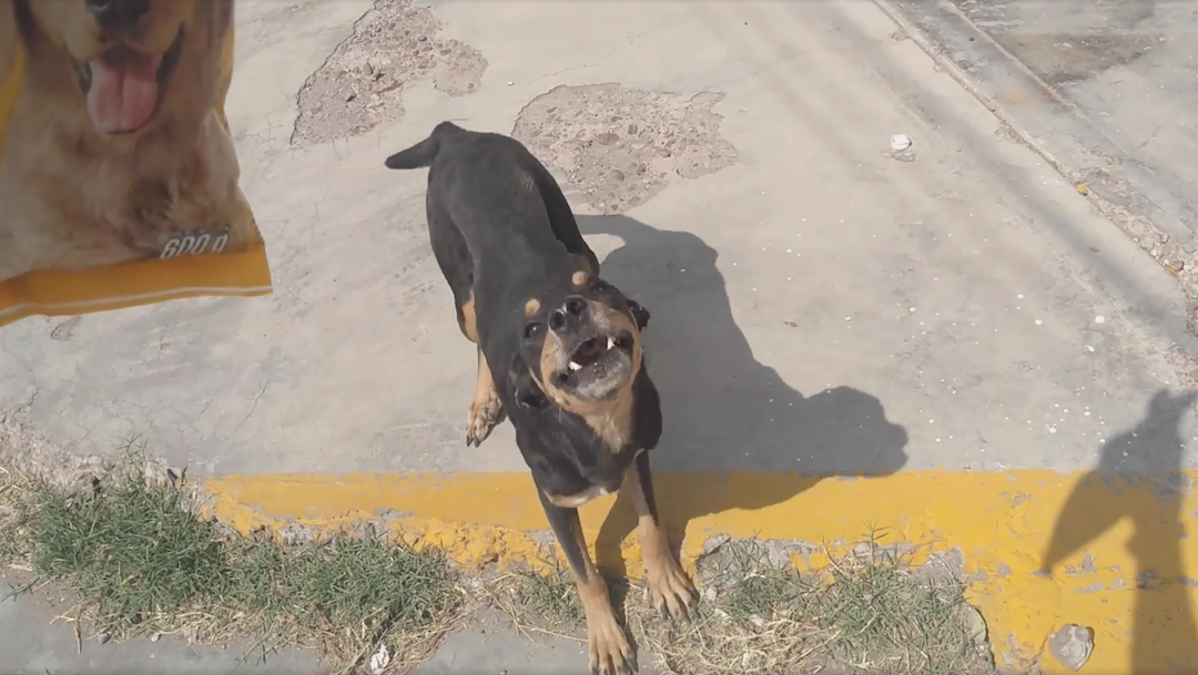 Video: La emotiva reacción de un perrito callejero al recibir bolsa de croquetas