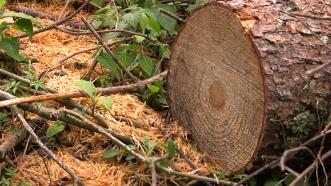 Tala ilegal de árboles, devastación severa en Ocuilan, Estado de México