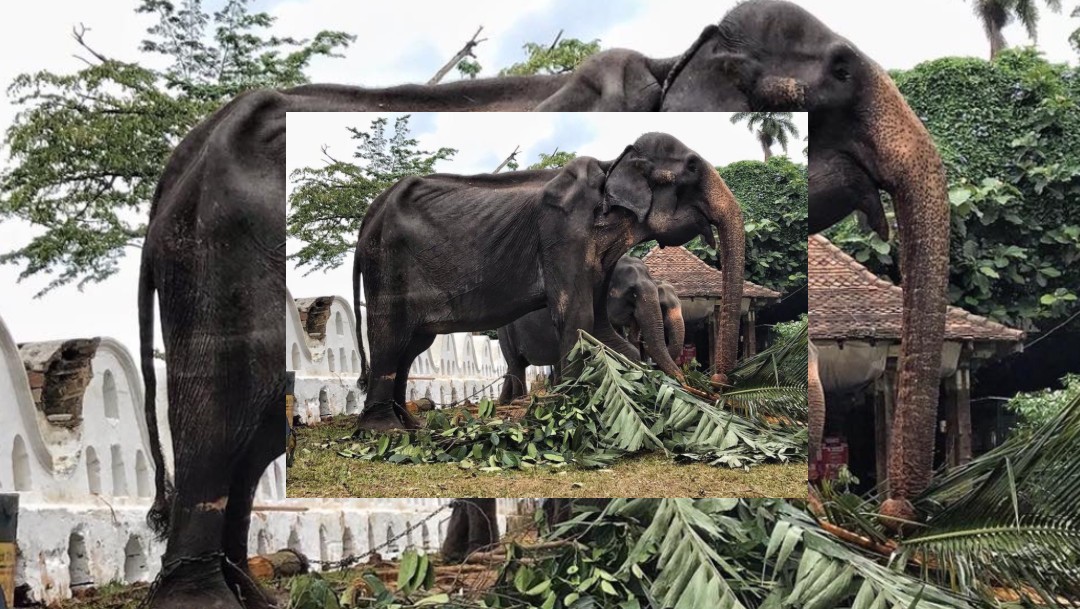 Foto: La elefanta Tikiri, agosto de 2019, Sri Lanka