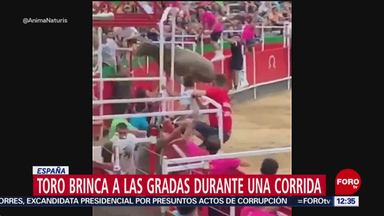 Toro brinca gradas durante corrida en España, hay 19 heridos