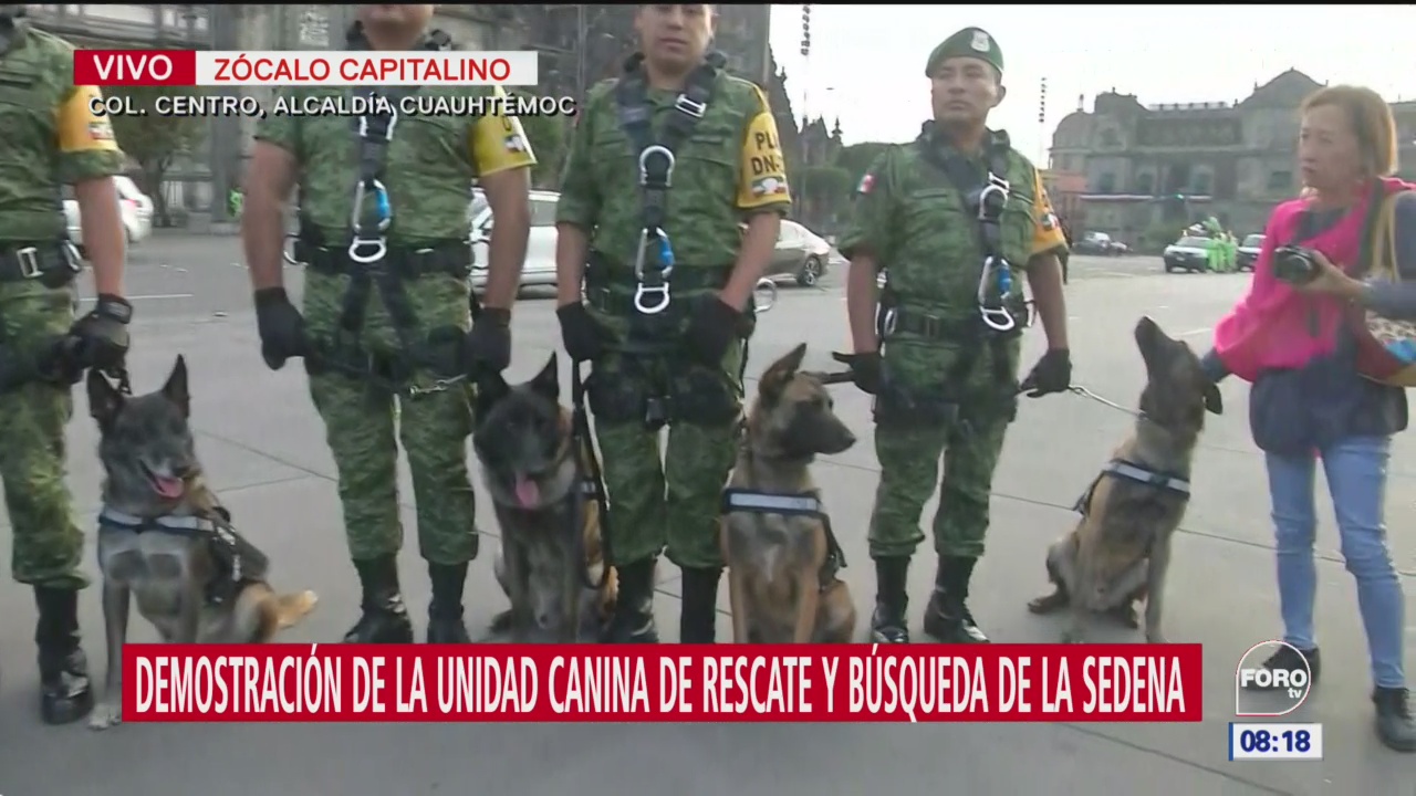 Unidad Canina de Rescate hace demostraciones en Zócalo CDMX por aniversario 19S