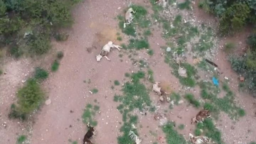 Vaca muerta en Sagarpa, símbolo de sequías extremas, en Durango