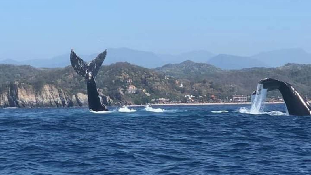 Puerto Escondido segundo espacio certificado en observación de ballenas