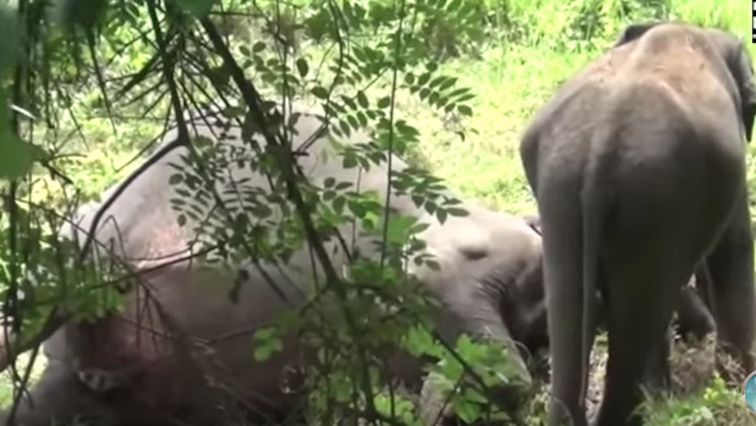 Foto Bebé elefante intenta despertar a su mamá muerta 2 octubre 2019