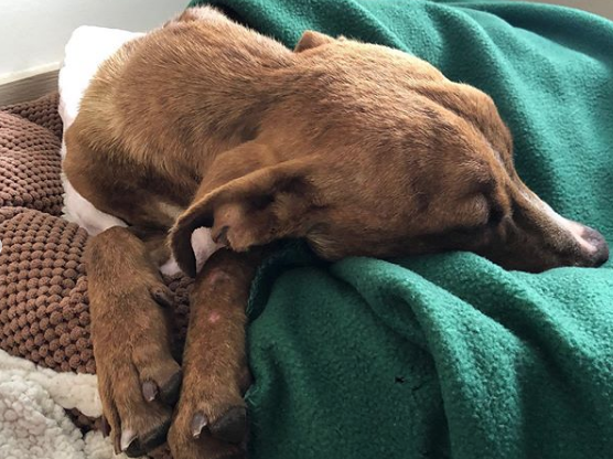 Foto: rescatan a perro bajo escombros huracan dorian. 8 Octubre 2019