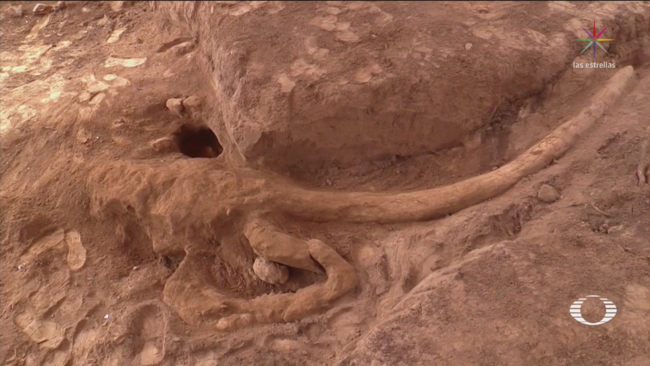 Confirman que restos encontrados en Puebla son de mamut