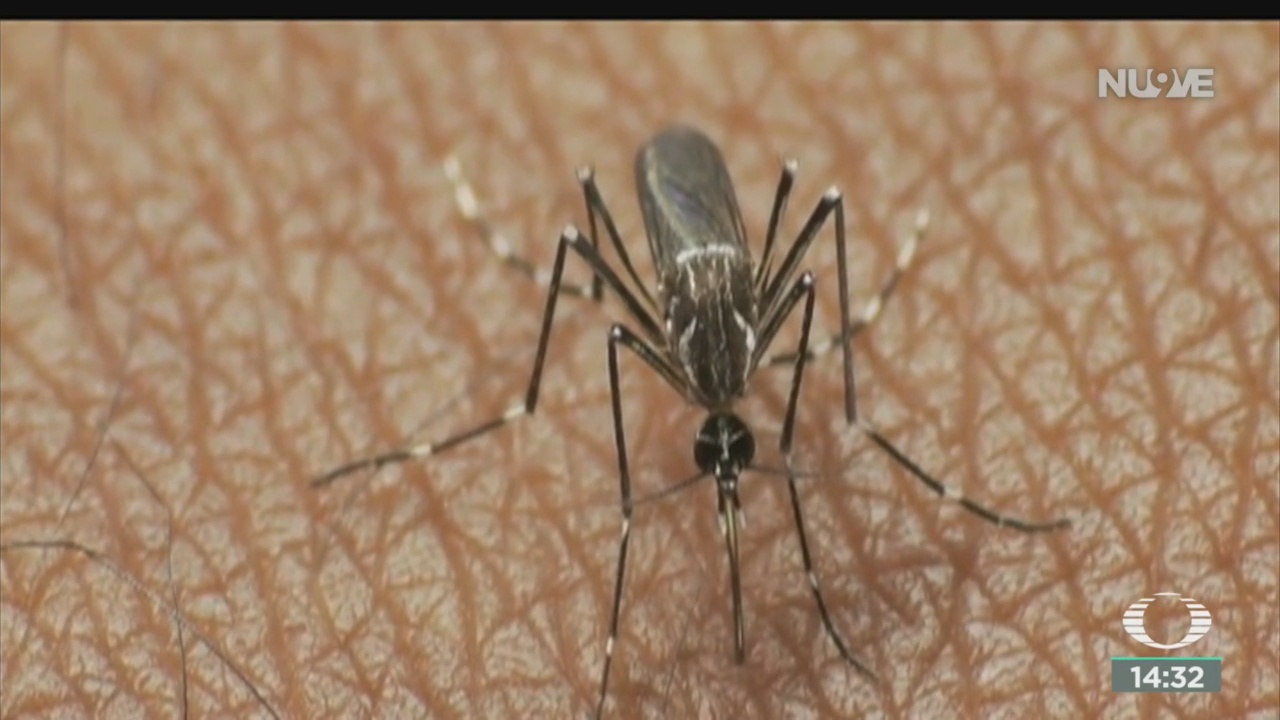 FOTO: Dengue Cerca Convertirse Epidemia