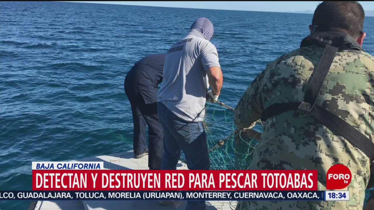 FOTO: Destruyen red para pescar totoabas Baja California,