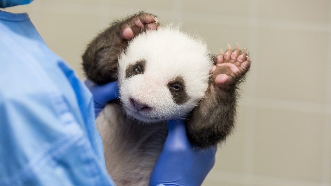 Pandas del zoológico de Berlín abren los ojos por primera vez