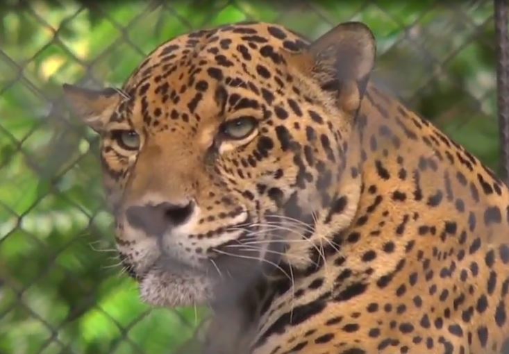 Jaguar, el felino más grande de América, pero el más amenazado
