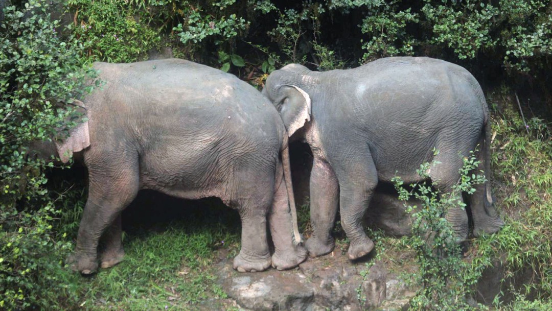 Foto: Mueren once elefantes en accidente en Tailandia, 5 de octubre de 2019
