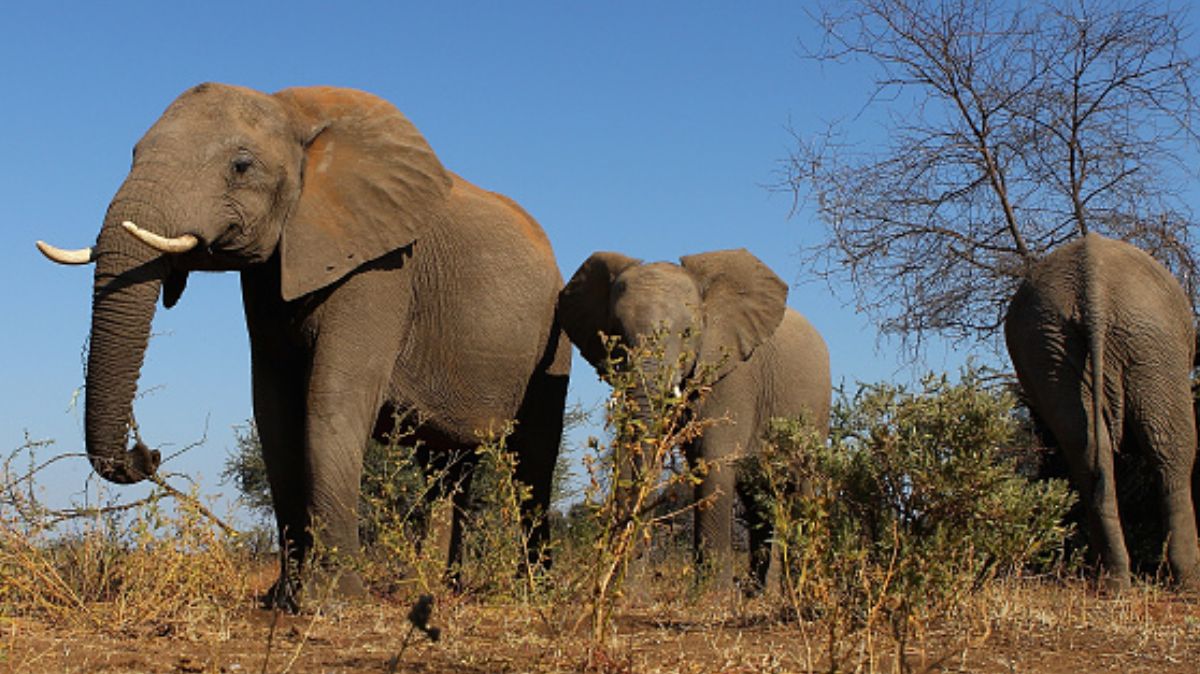 Trasaldan a 32 elefantes de Zimbabue en avión.