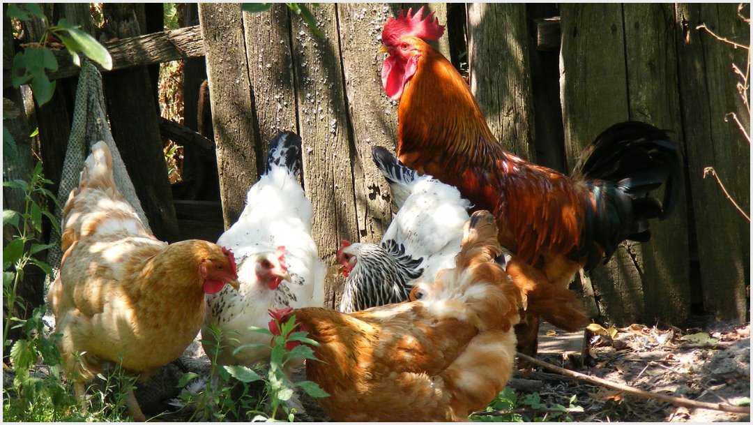Imagen: Dueños fueron multados por los cacareos de sus gallos, 27 de octubre de 2019 (Pixabay)