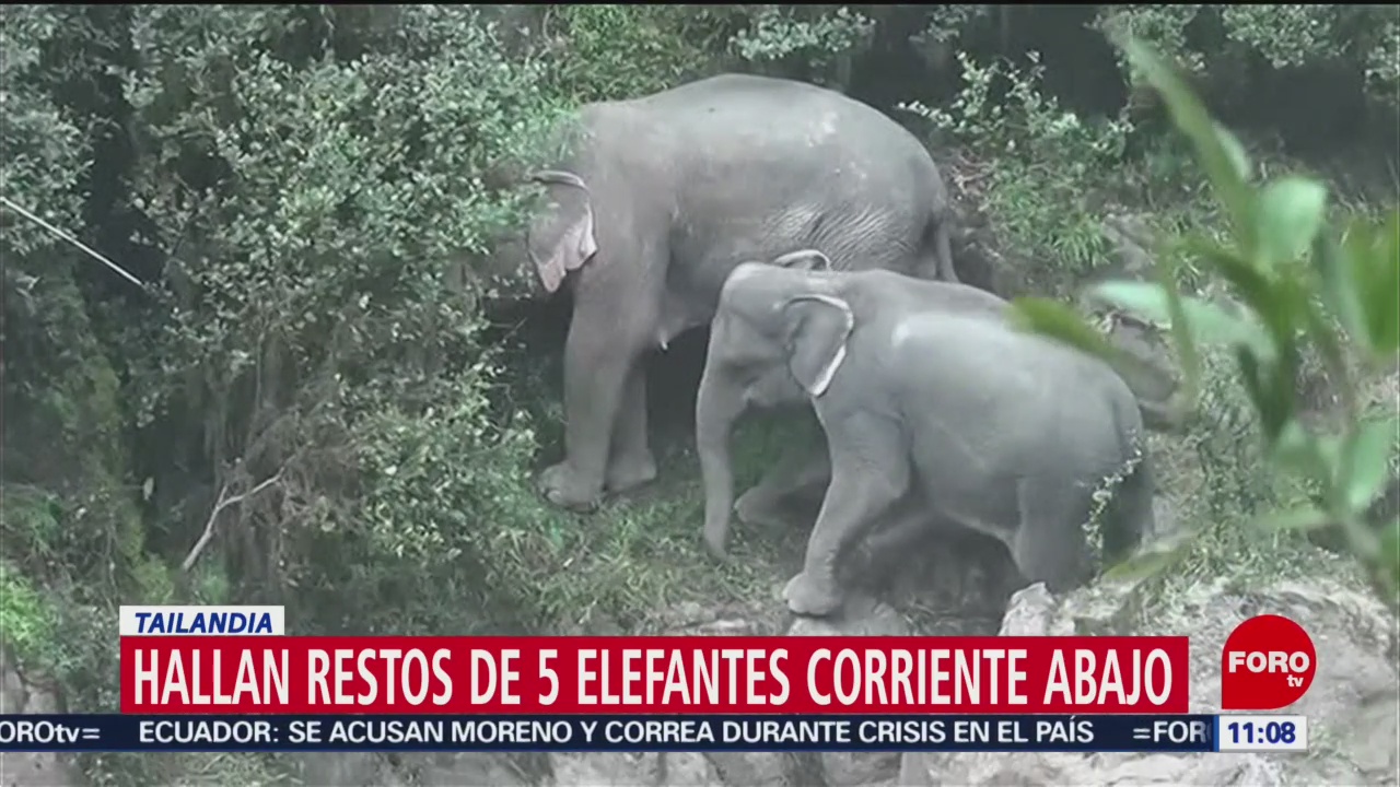 Hallan restos de cinco elefantes cerca de una cascada en Tailandia