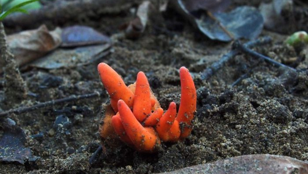 FOTO Descubren hongo tóxico que encoge el cerebro, cerca de la Gran Barrera de Coral de Australia (RAy Palmer/abc.net.au)