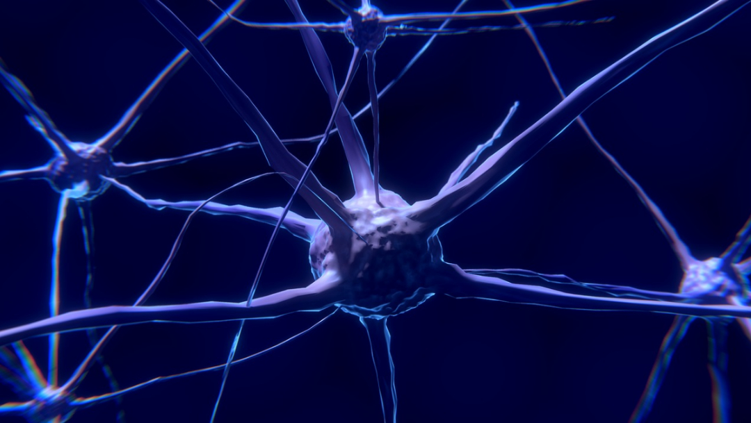 Foto: neuronas cerebro humano ejercicio. 27 Octubre