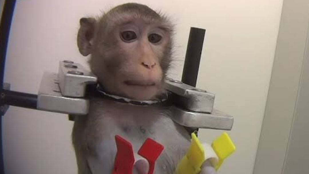 Imágenes filtradas evidencian tortura y maltrato animal en laboratorio de Alemania