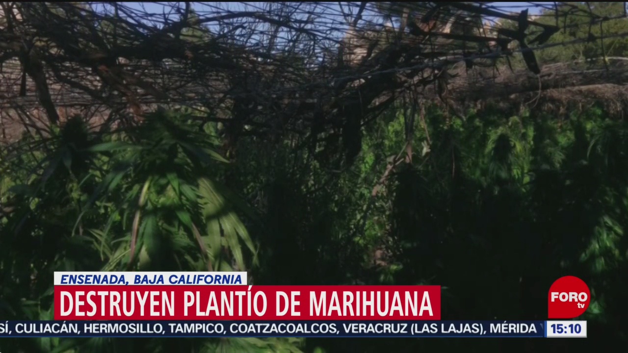 FOTO: Incineran plantío de marihuana en Ensenada, Baja California, 5 octubre 2019