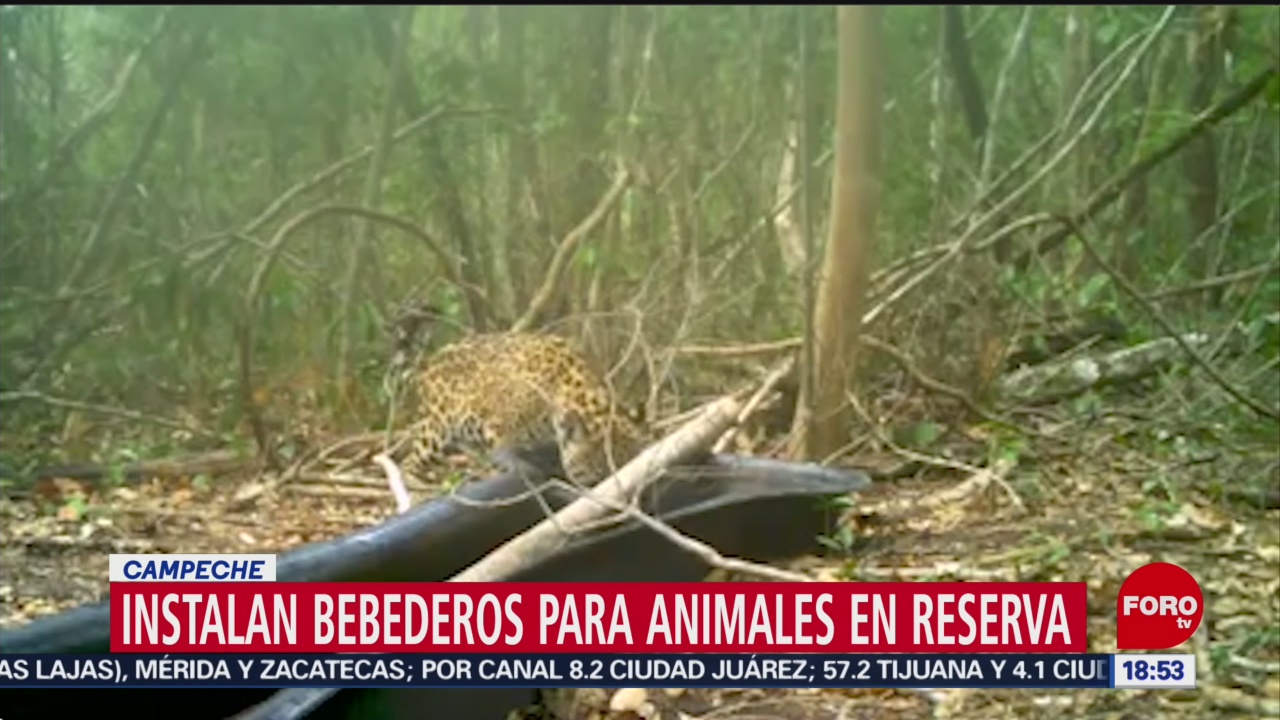 FOTO: Instalan bebederos para animales reserva Campeche tras sequía