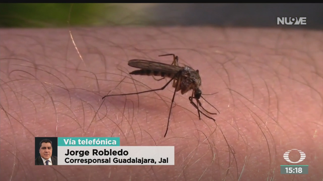 FOTO: Jalisco primer lugar casos dengue