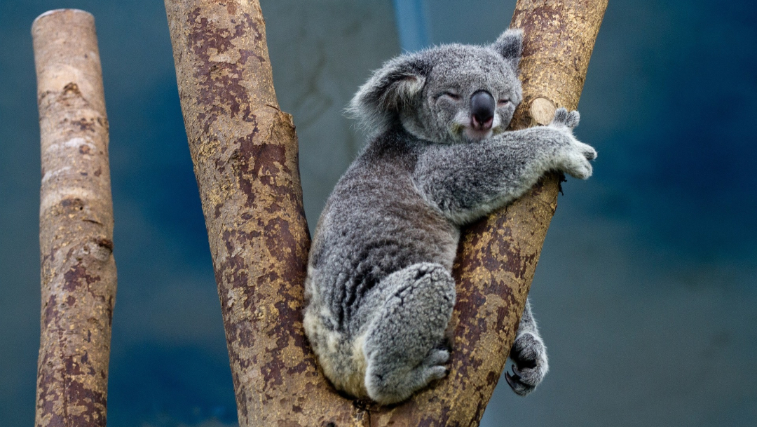 Foto: Los incendios forestales en Australia arrasaron un área del hábitat de koalas, 30 de octubre de 2019 (Pixabay, archivo)
