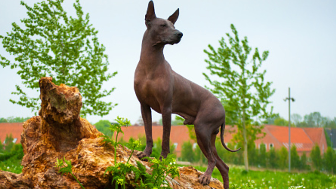 La historia del xoloitzcuintle, el perro sin pelo emblemático de México