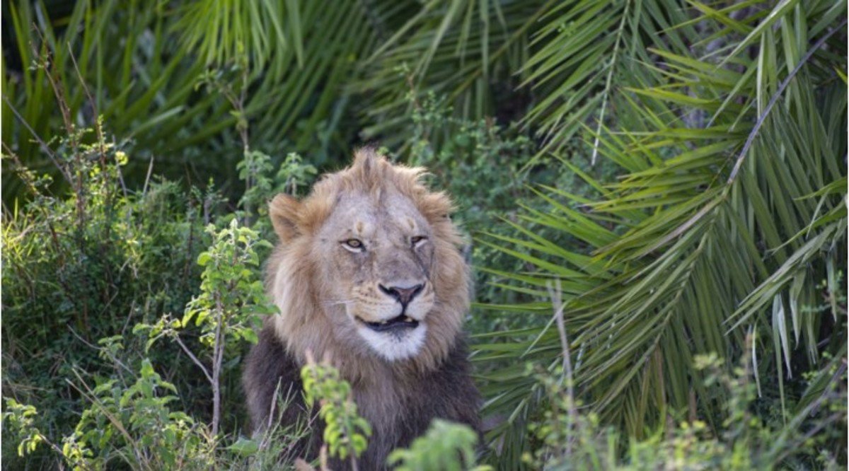 leon asusta fotografo despues se burla de el