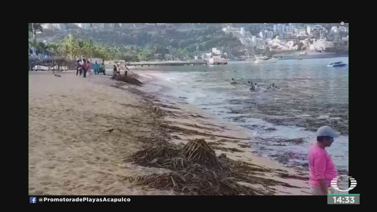 lirio acuatico invade playas de acapulco
