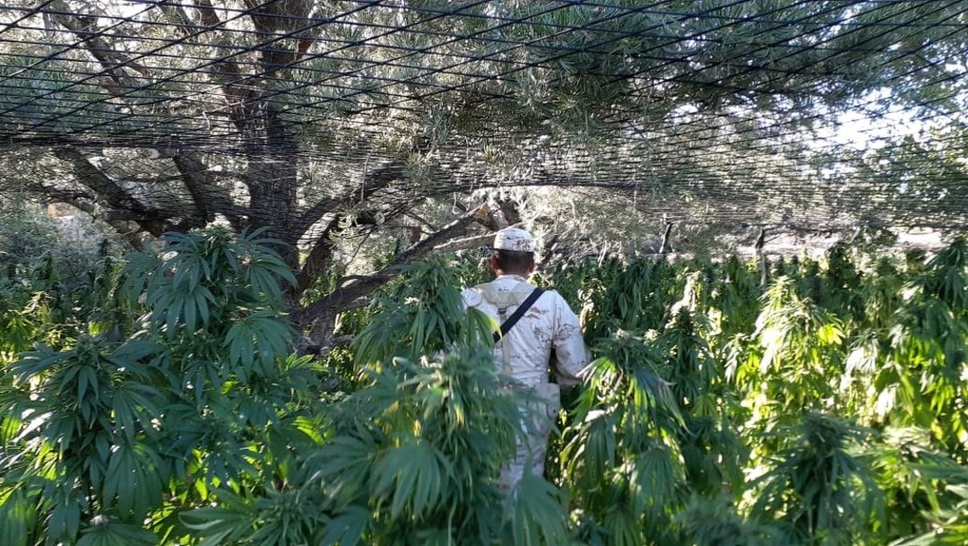 Queman plantío de marihuana en Ensenada, Baja California