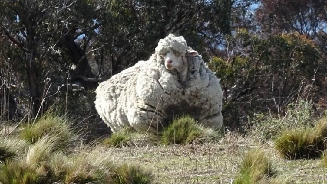 Foto: En 2015, Chris la oveja fue descubierto en las afueras de Canberra, la capital de Australia, luchando por caminar bajo el peso de su lana, 22 de octubre de 2019 (Reuters)