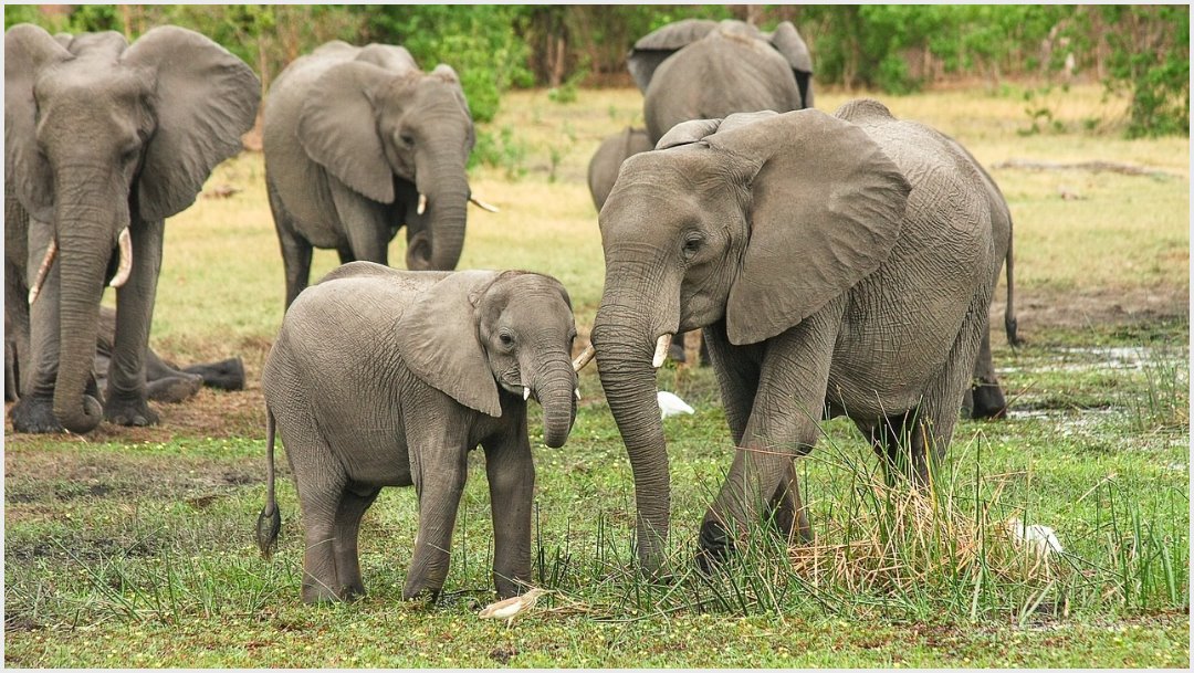 Imagen: Seis elefantes fallecieron tras caer en cascada de Tailandia, 5 de octubre de 2019 (pixabay)
