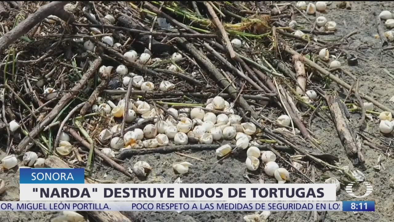 'Narda' provoca olas que afectaron miles de nidos de tortuga