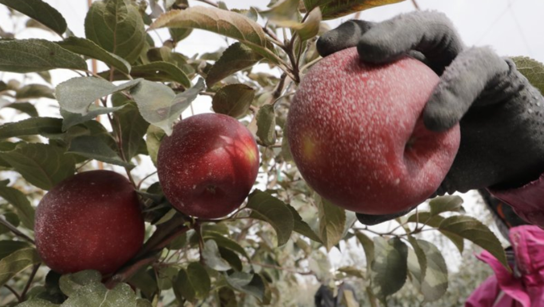 Imagen: Las manzanas generan 2.500 millones de dólares al año en Washington, que produce 60% de los suministros nacionales, 23 de octubre de 2019 (AP)