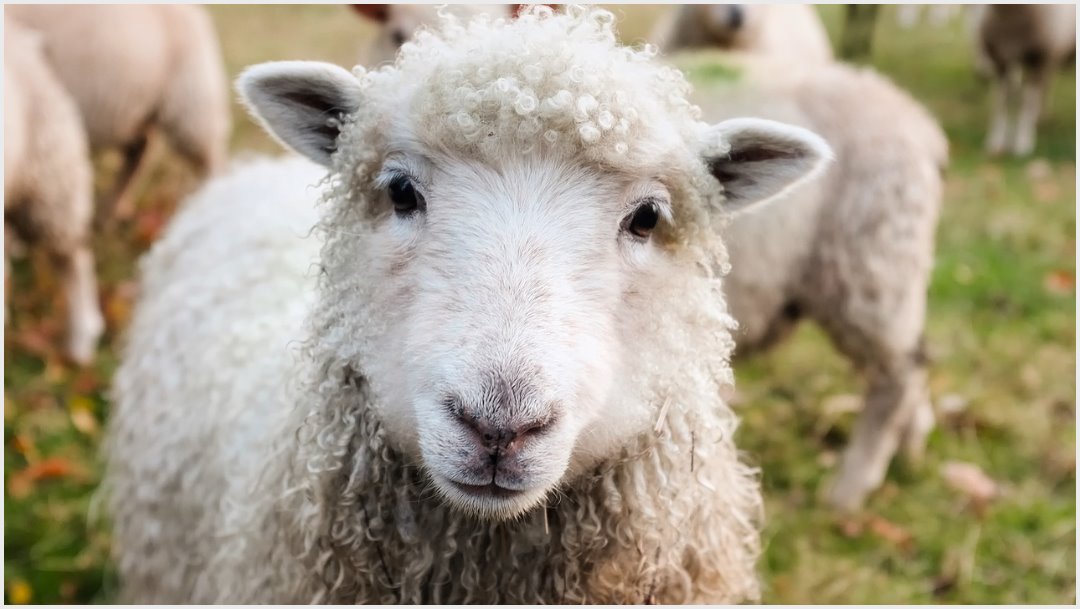 Imagen: Más de 3 mil ovejas murieron debido a un cambio brusco de temperatura, 19 de octubre de 2019 (Pixabay)