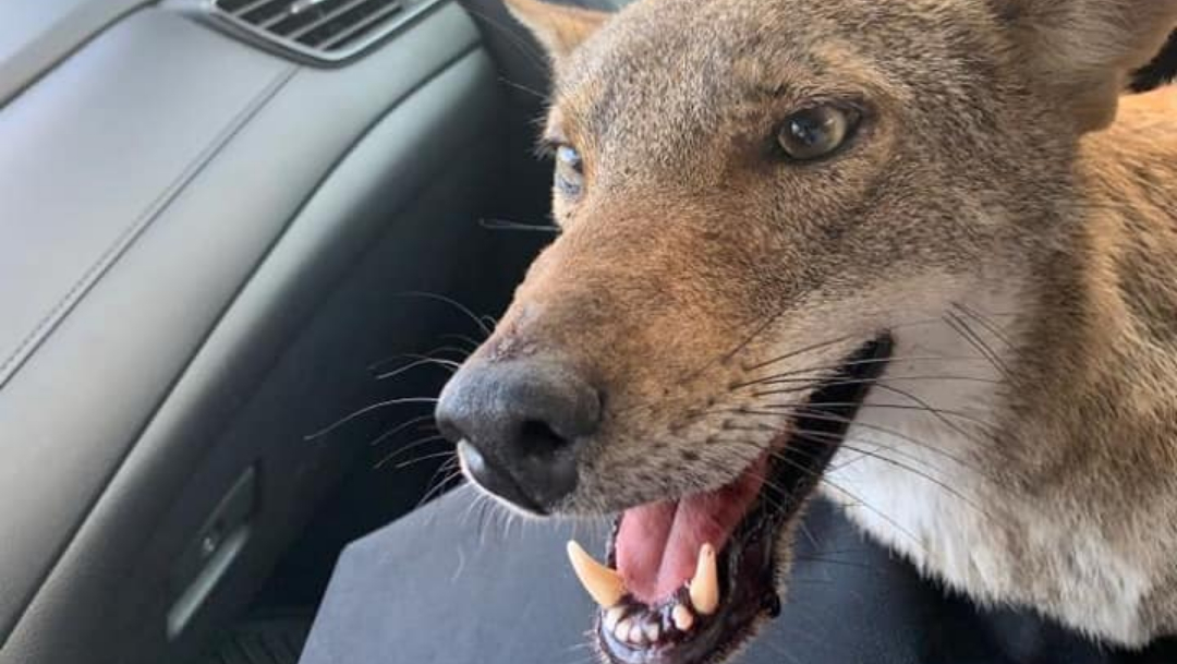 Murió 'Pancho', el coyote que creyeron era un perro herido