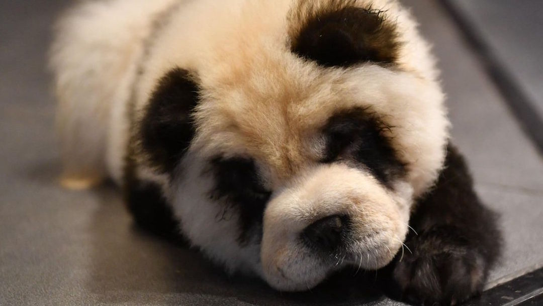 Cafeteria-mascotas-Pandas-Perros-China