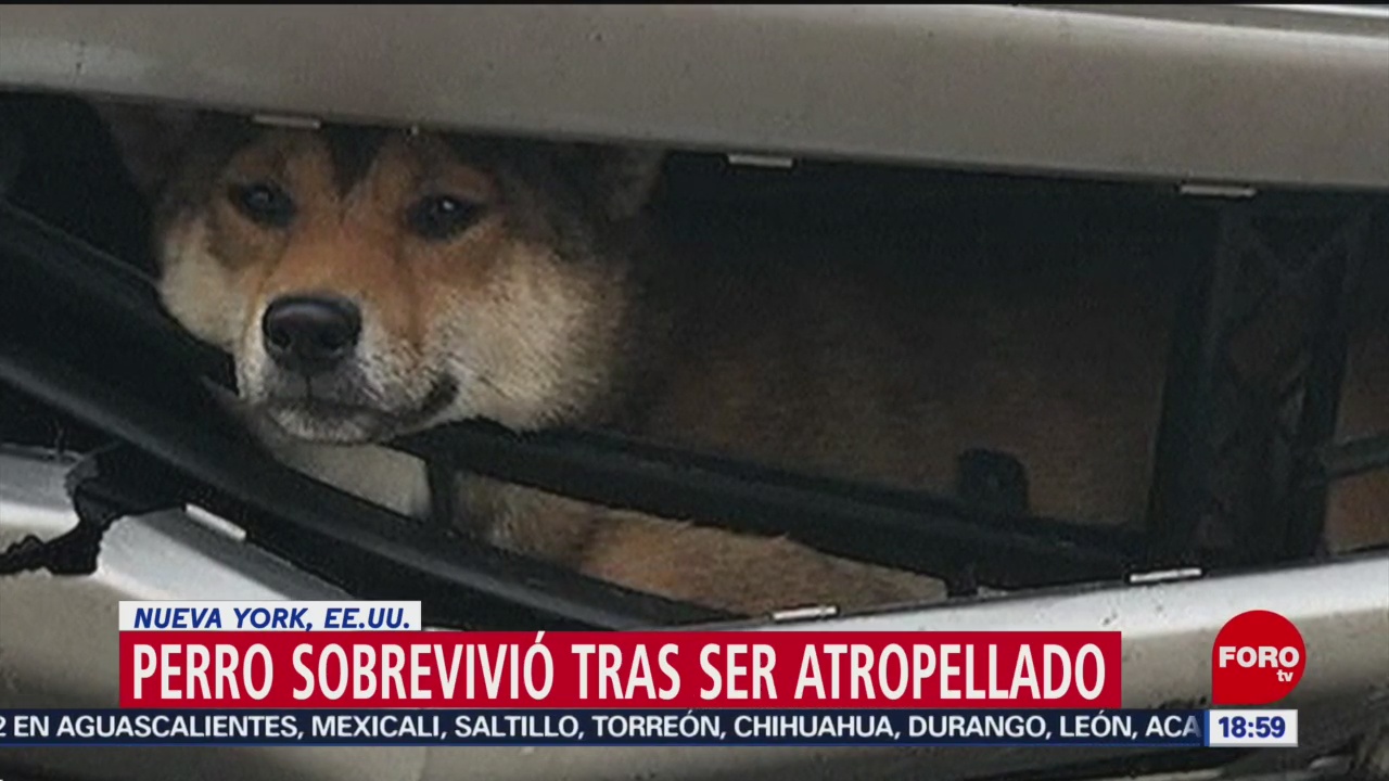 FOTO: Perro atropellado sobrevive viaja atorado automóvil,