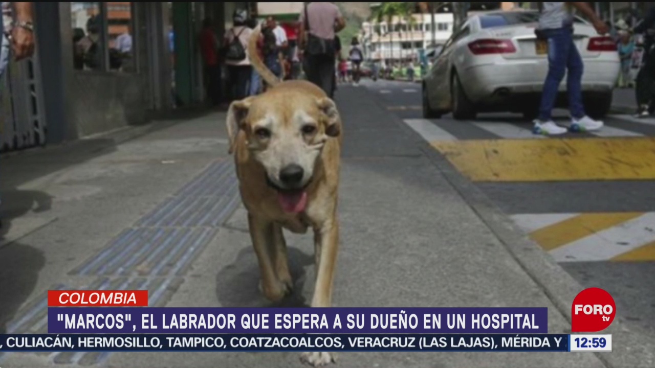 Perro labrador espera a su dueño afuera de hospital en Colombia