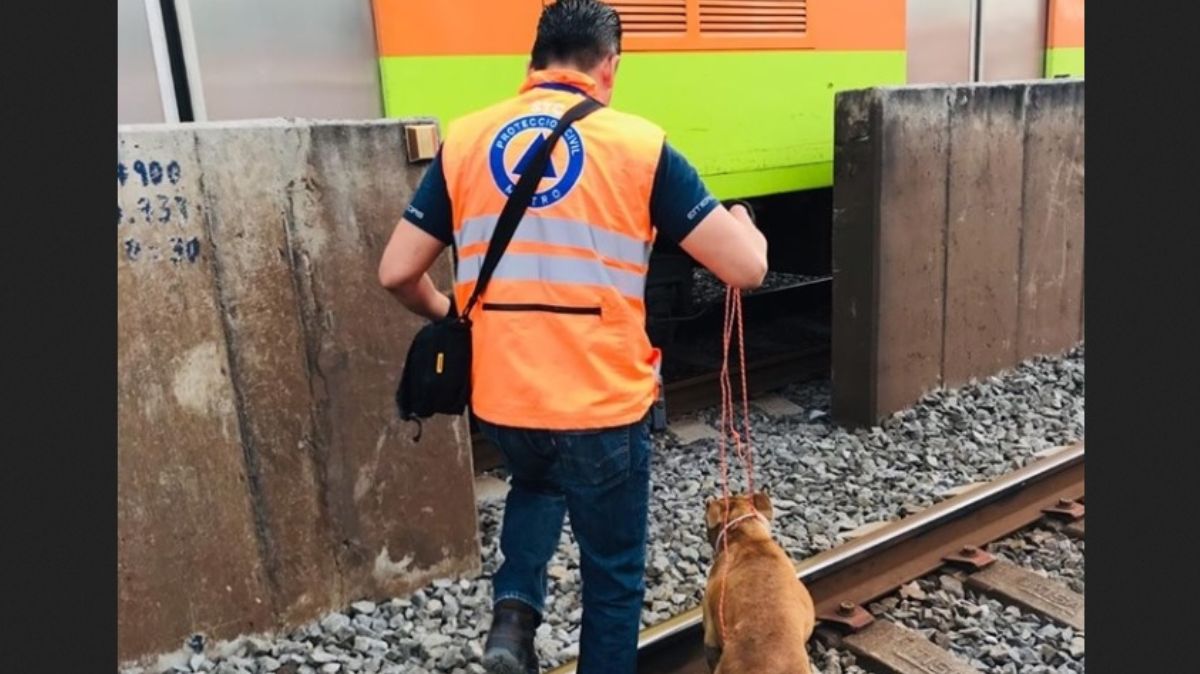 Perro rescatado en el Metro
