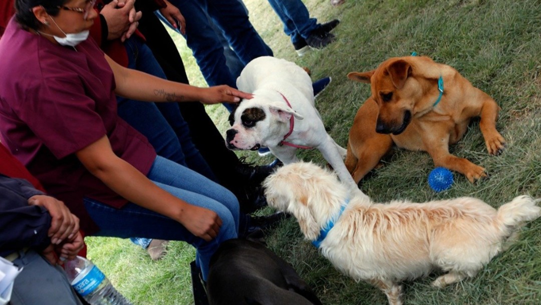 Foto: Perros rescatados en Puebla, octubre de 2019