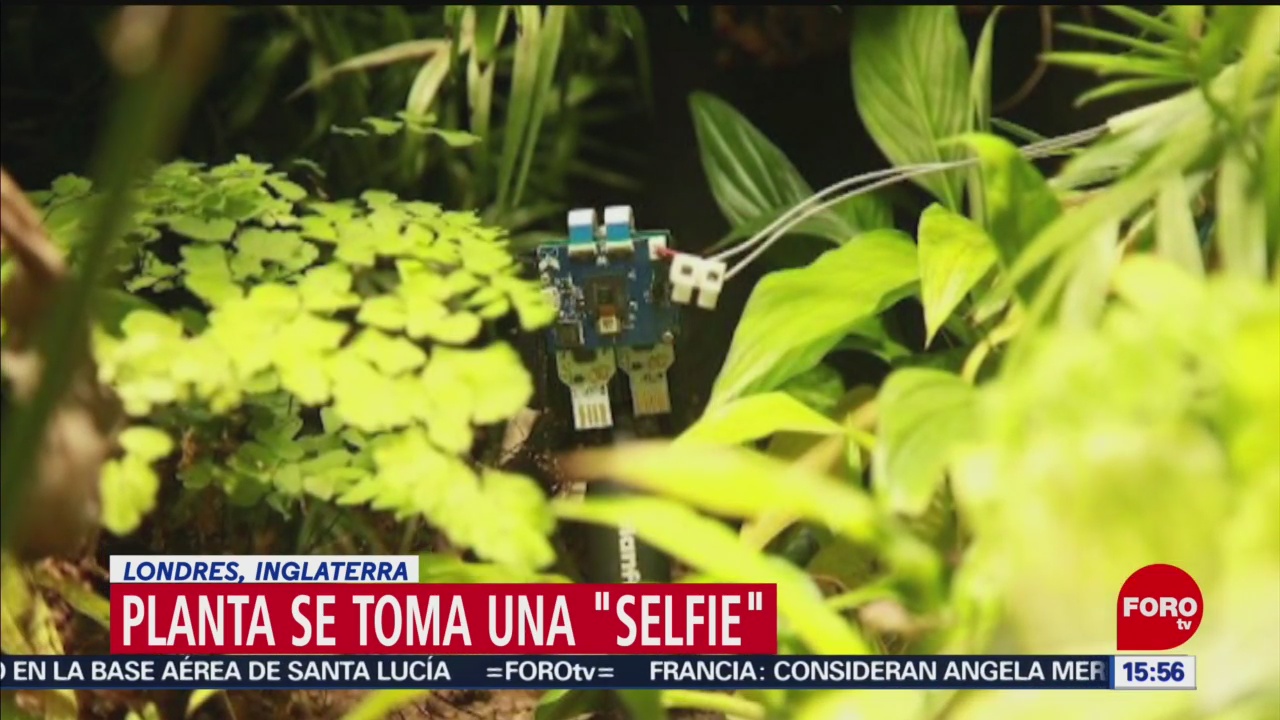 FOTO: Planta se toma una selfie,