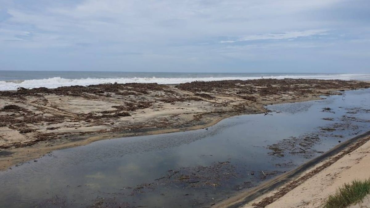 ‘Narda’ arrasa con huevos de tortugas en playas de Oaxaca