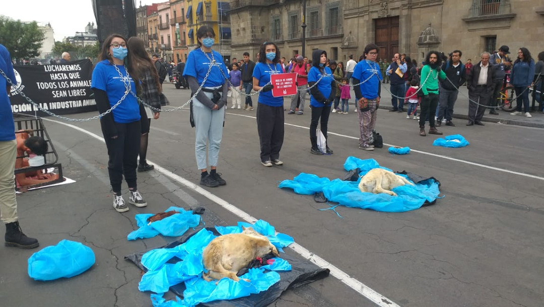 Activistas pro-animales se encadenan afuera de Palacio Nacional, 4 octubre 2019
