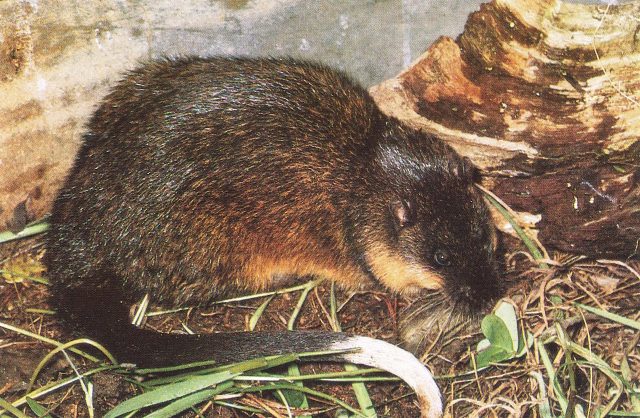 Ratas-agua-sapo-cana-especie-invasora-Australia