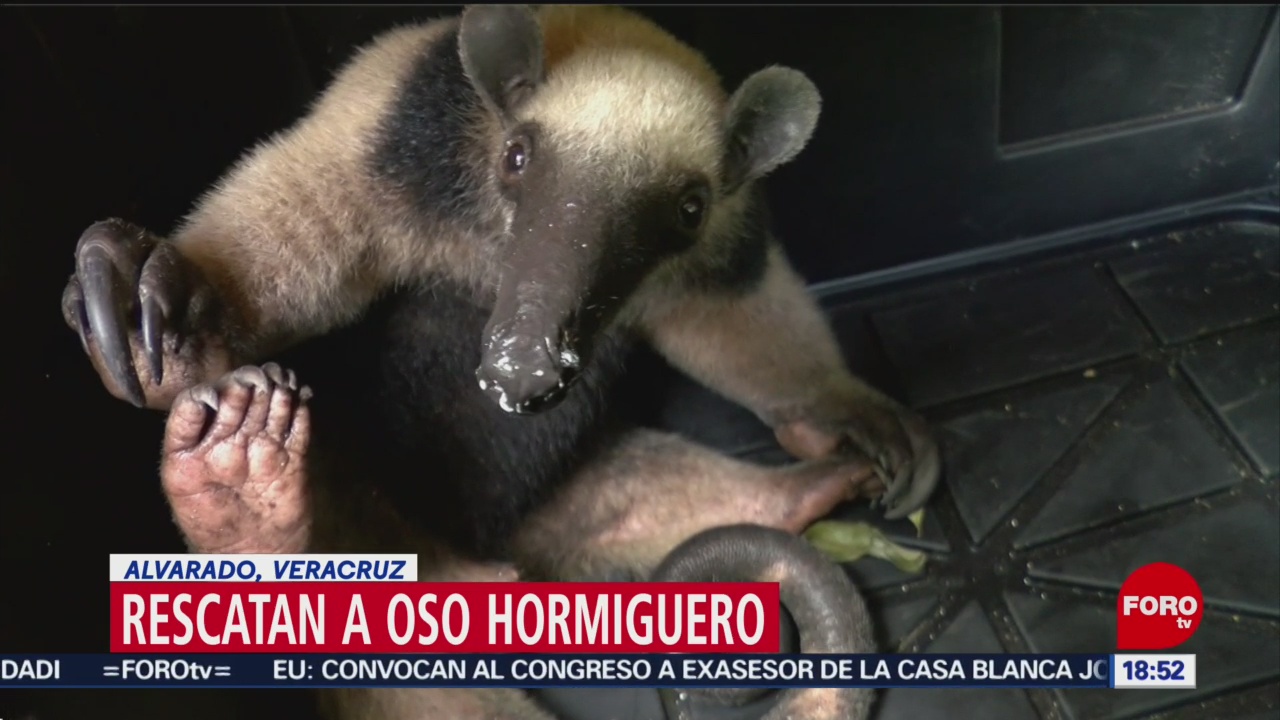 FOTO: Rescatan oso hormiguero Veracruz,