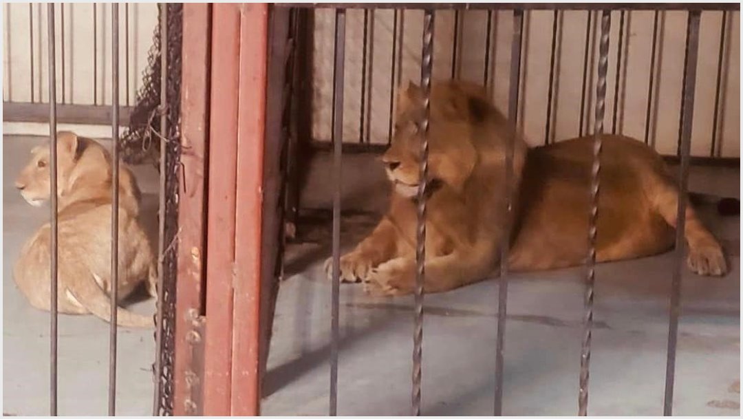 Fotos: Dos leones africanos fueron rescatados en Mexicali, 20 de octubre de 2019 (FGR)