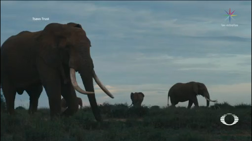 Foto: Reserva Kenia Protege Elefantes Súper-Colmillos 14 Octubre 2019