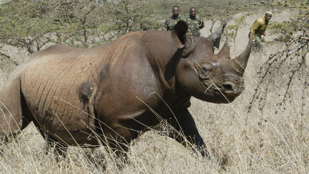Los rinocerontes negros están a dos años de desaparecer