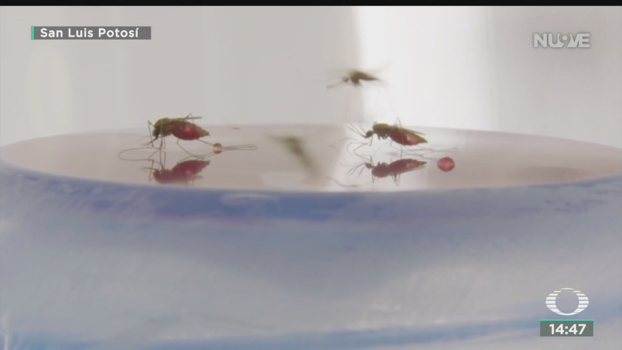 FOTO: Primera Muerte Por Dengue SLP