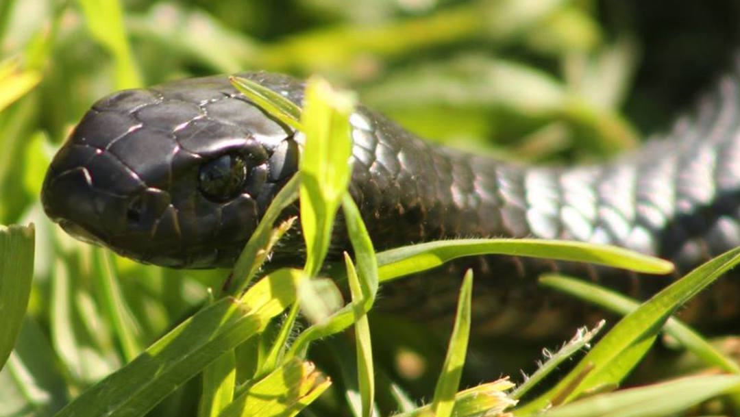 Foto muestra el camuflaje de la serpiente más venenosa de Australia 3 octubre 2019